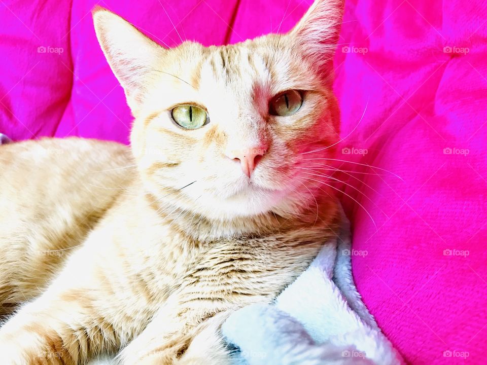 Darling orange tabby cat doing what he does best...looking absolutely adorable! 