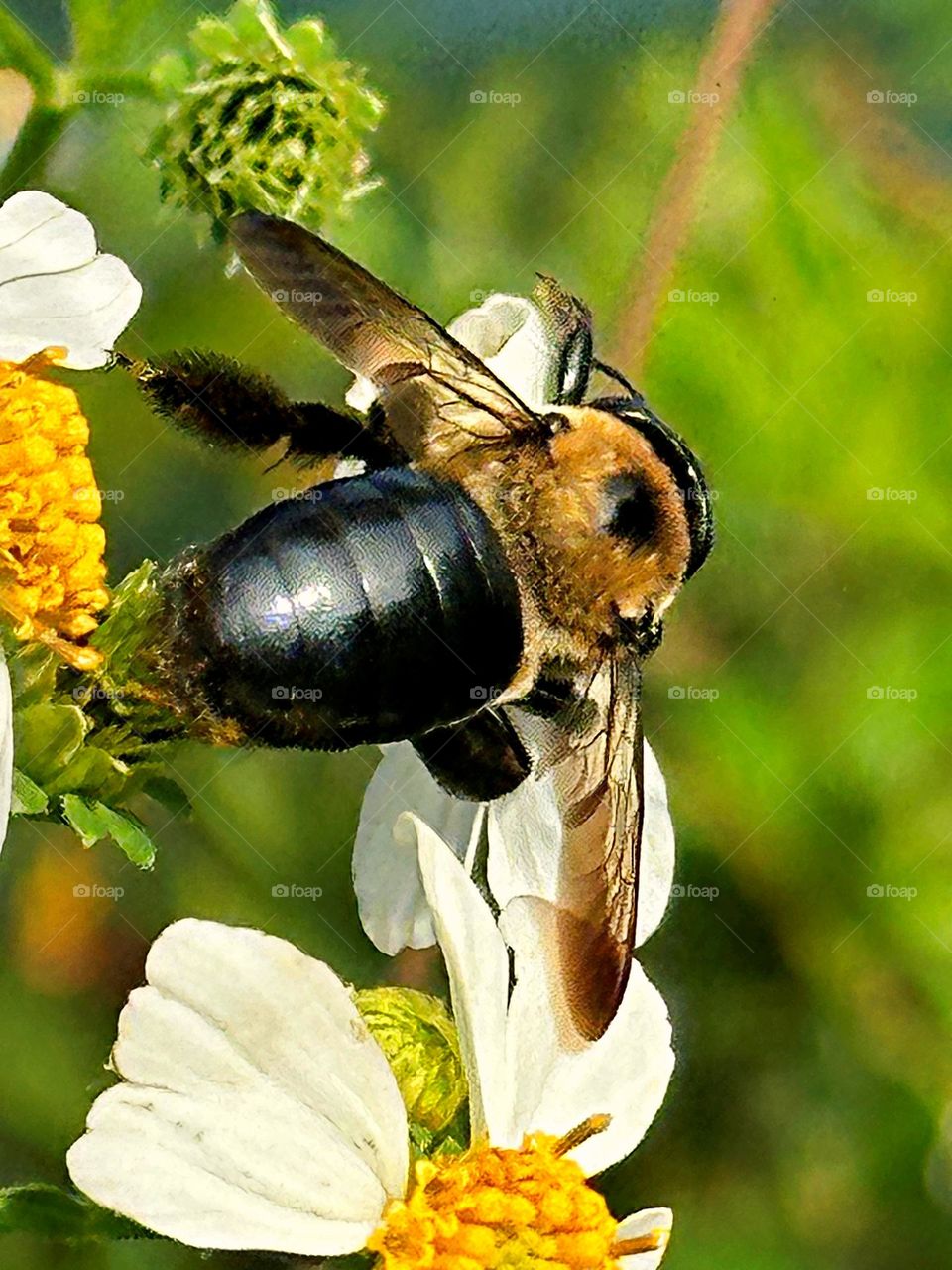 Birds & Bees - Nature in Motion - Huge Eastern carpenter bees collecting pollen. Bees are crucial pollinators that work diligently by collecting nectar and pollen from flowers, unknowingly transferring pollen from one flower to another