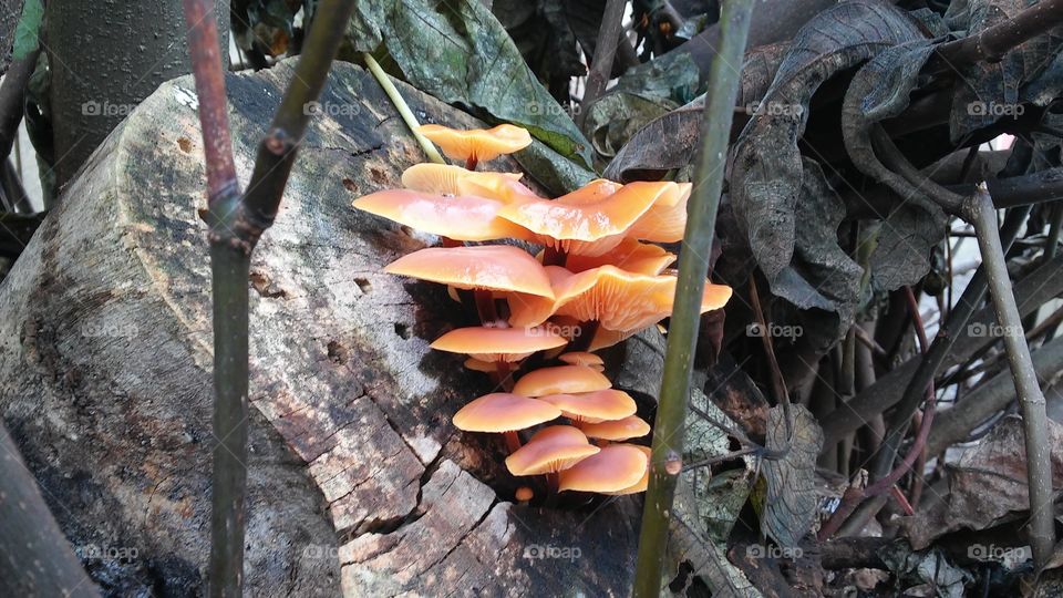 Woods mushrooms