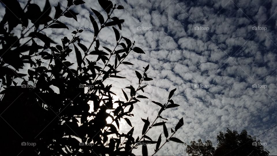 Feather clouds through the trees 2