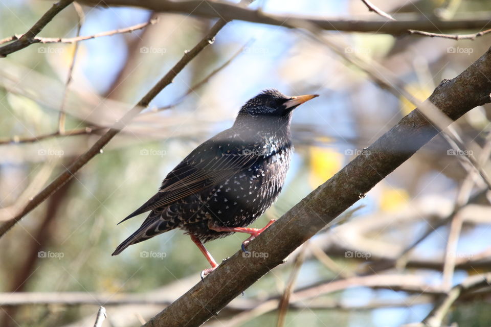 Starling