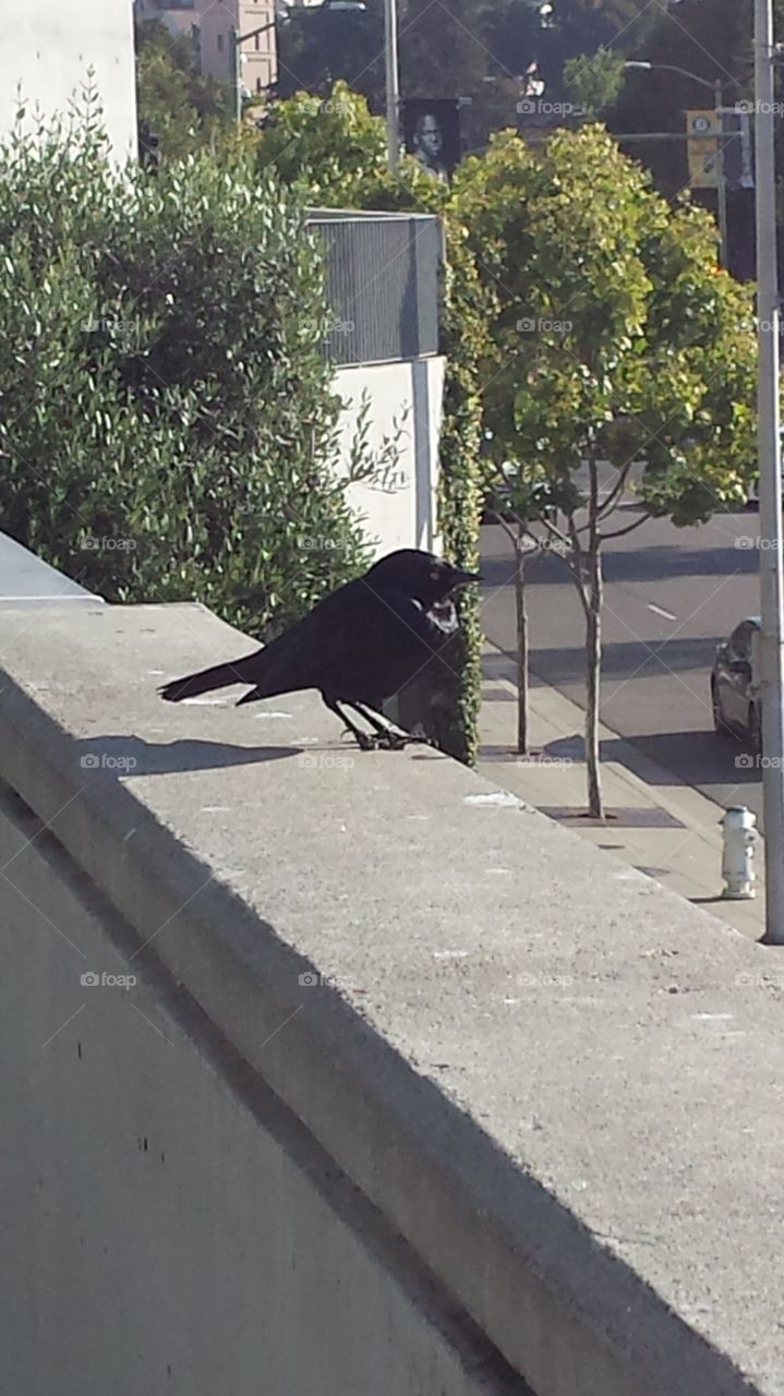 Black bird standing