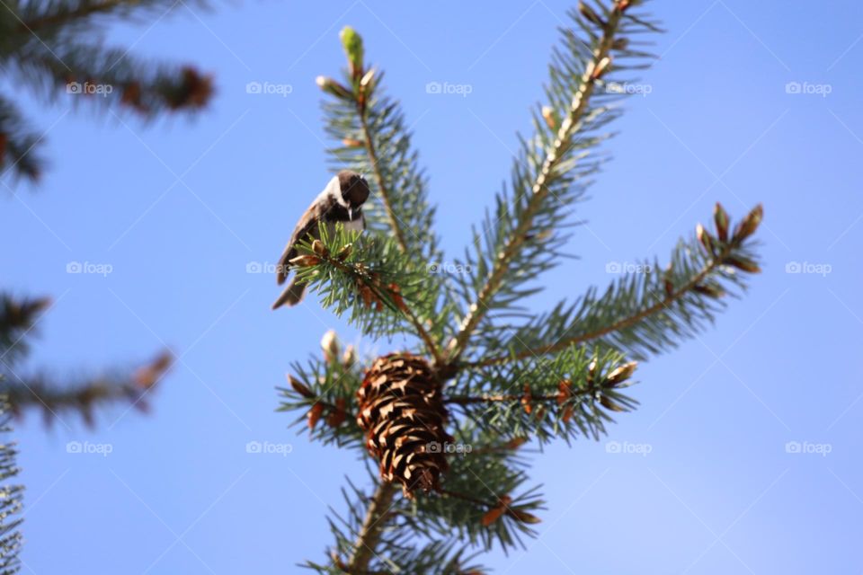 Bird on tops of pine tree 