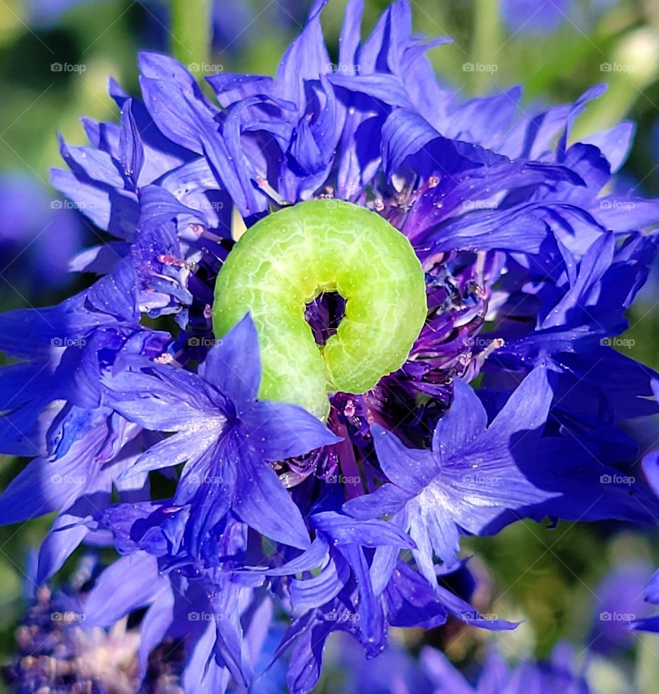 Caterpillar curled up resting in a batchlors button