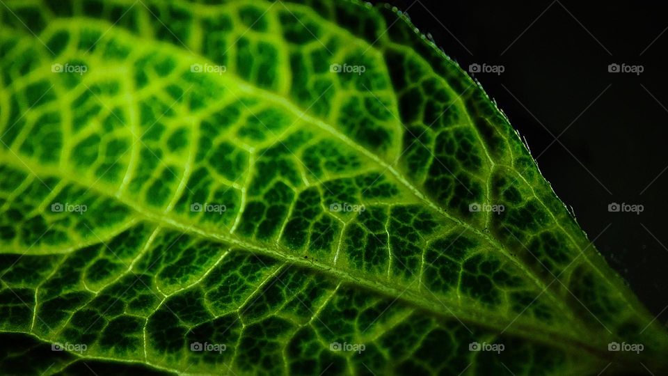 Green lines from a leaf