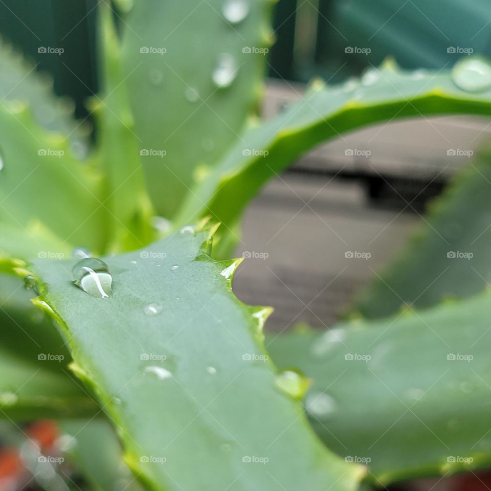 Aloe Vera