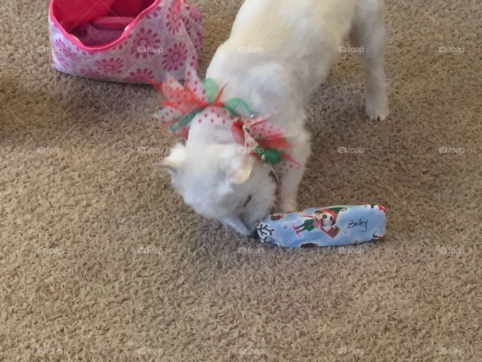 Doggie Christmas! Our Westie loves to open her own gifts. 