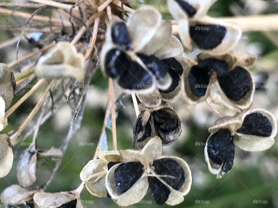 Dried flowers in the fall