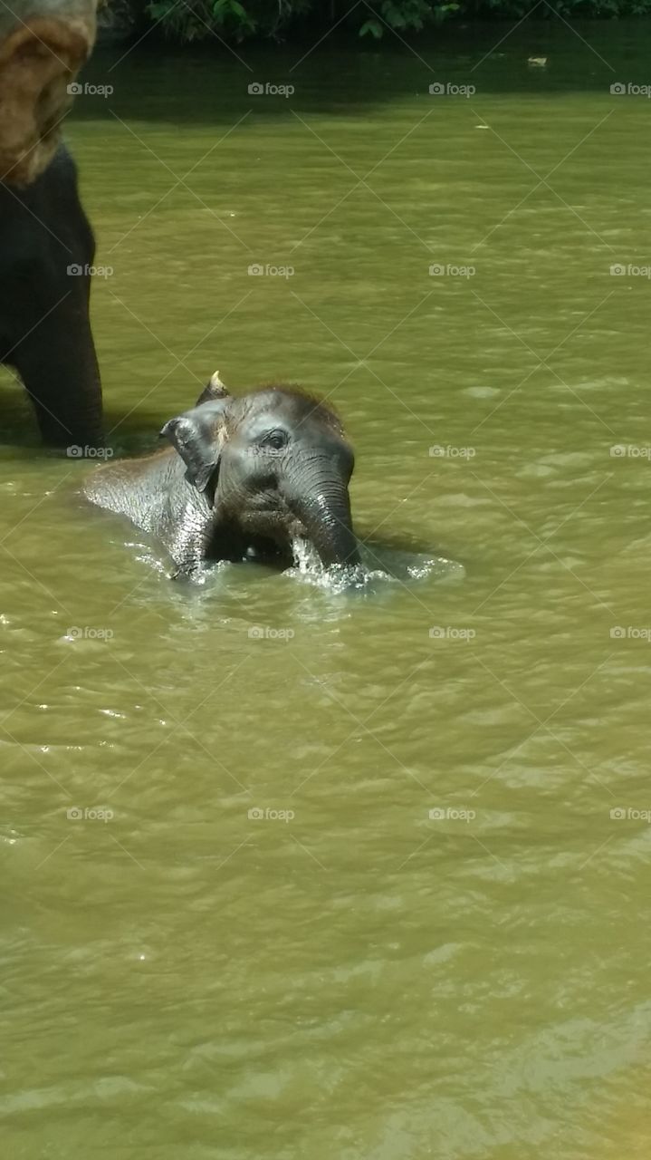 Young elephant taking bath in lake