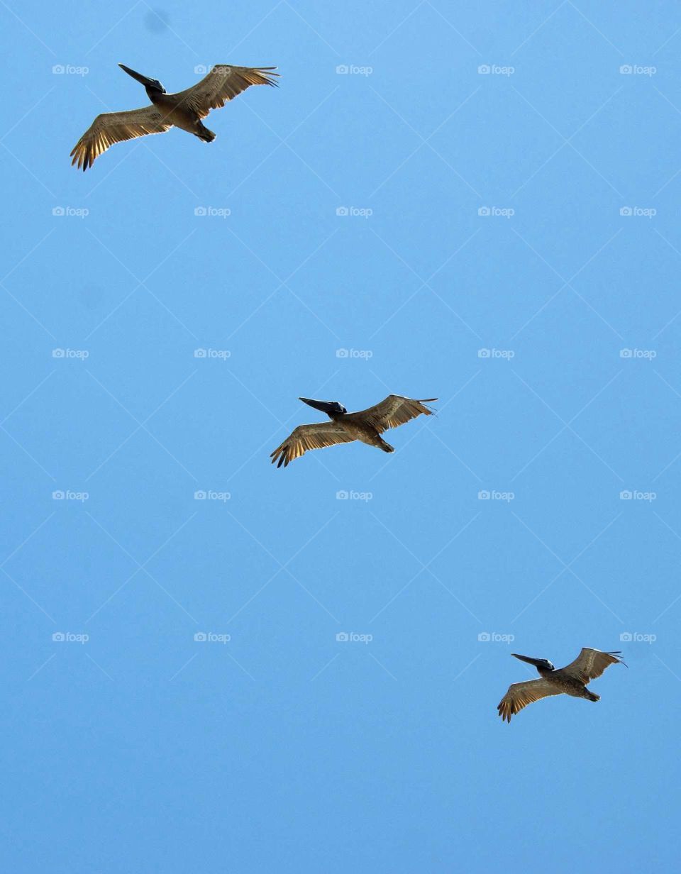 Gulf Pelicans. Pelicans flying in formation 