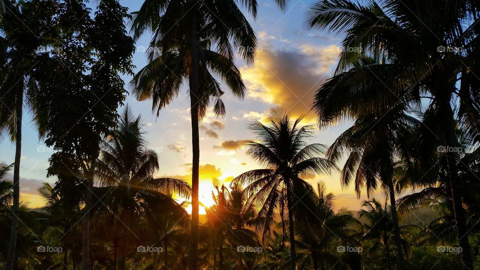 The golden hour captured amongst the palm trees in paradise feels serene.