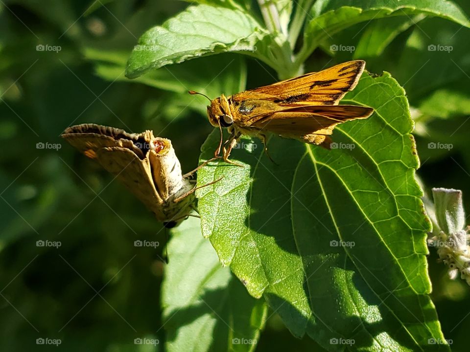 A female and male couple of fiery skipper butterflies after coupulating on green leaves.  Back end view of the female.