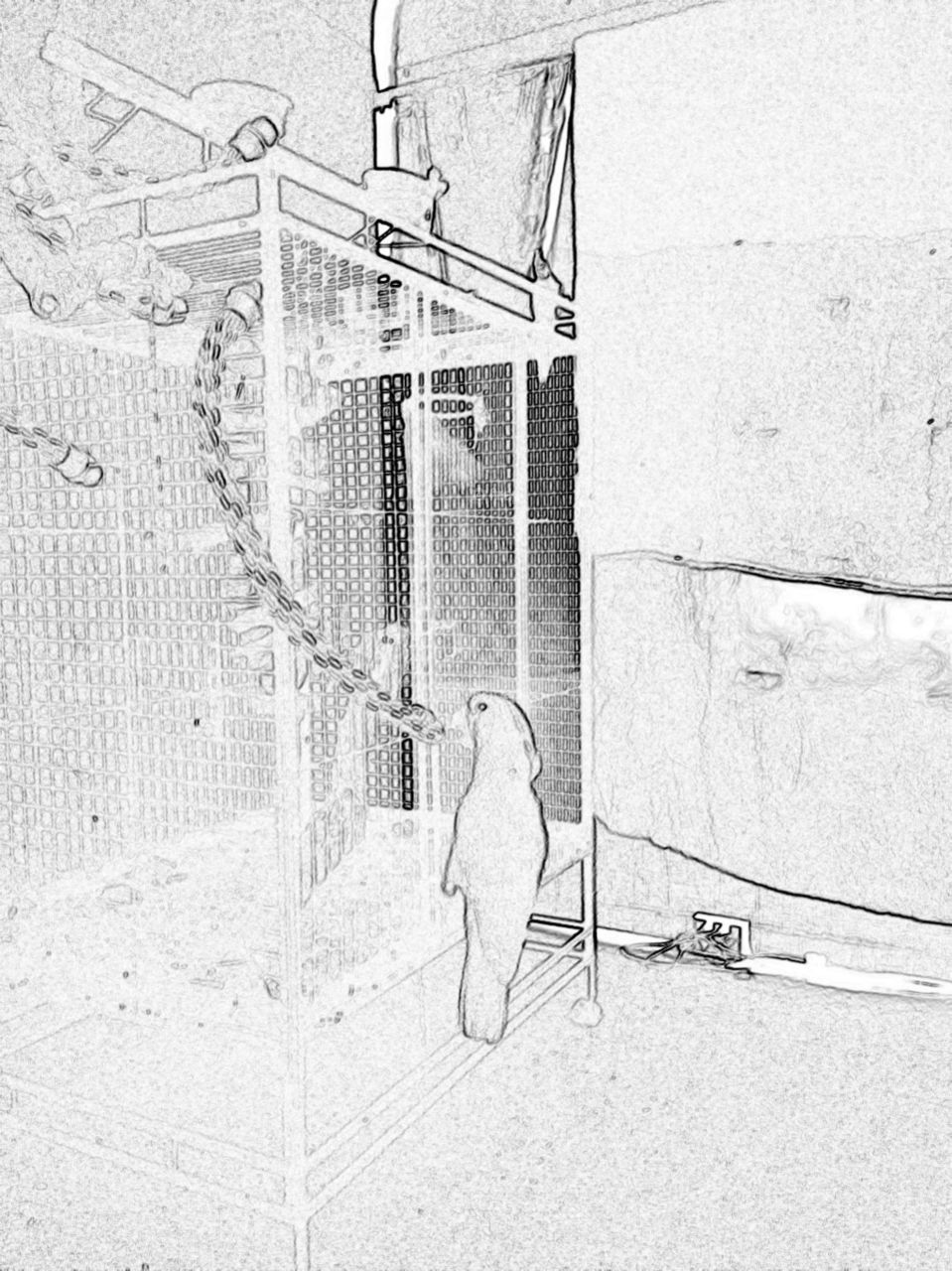 Cockatoo - digital sketch 