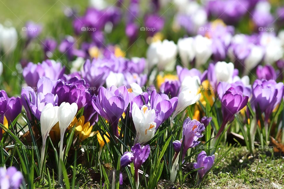 Field of flowers