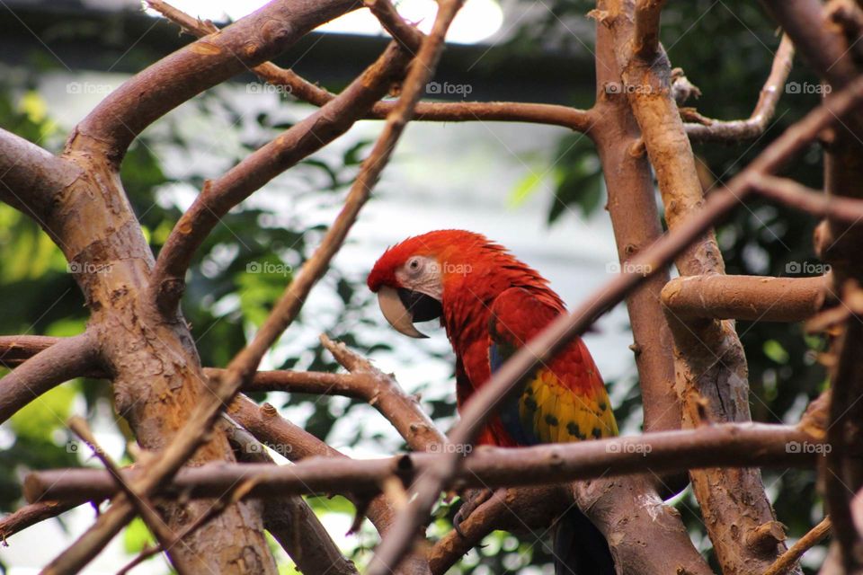 Parrot in the woods