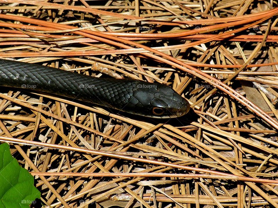 Snake closeup