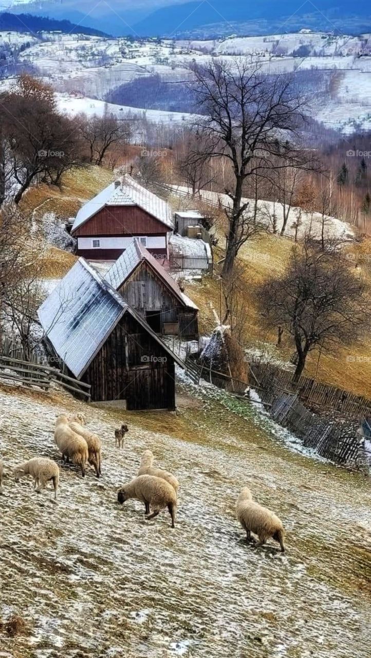 Sheep in winter