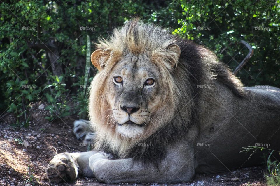 Male lion the king , resting in the afternoon heat.Addo national park south Africa.