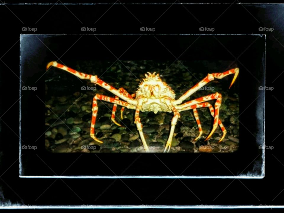 spider crab