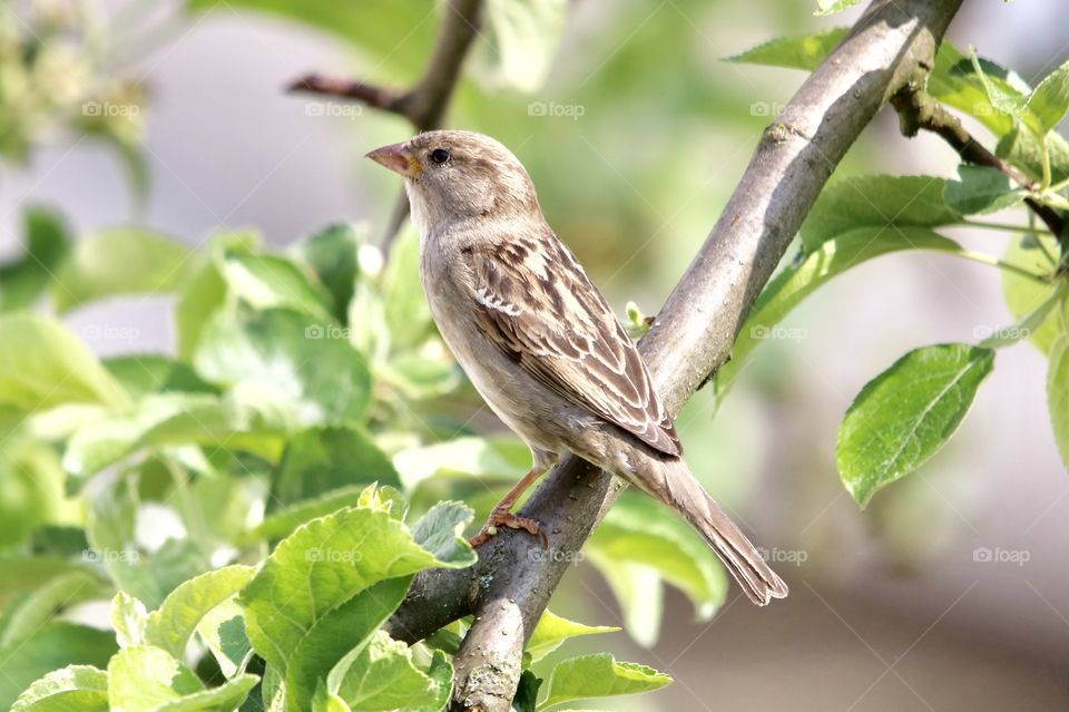 a sparrow on a branch