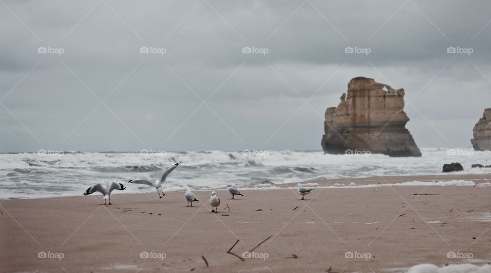 Ocean cliff, Seagulls on the shore - 12 Apostles Australia 