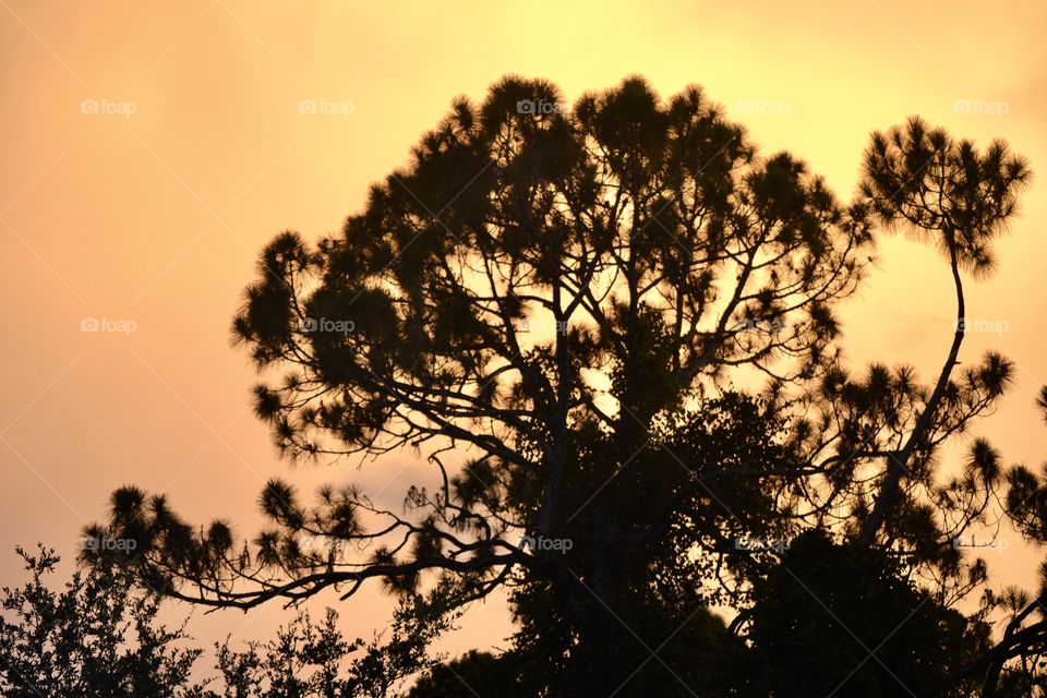 Darkened pine trees that look black in front of an orange sky