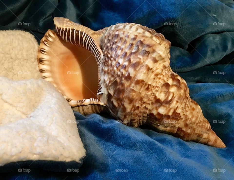 Conch1