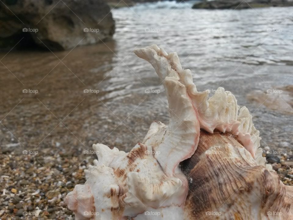 close up of seashell in front of the sea