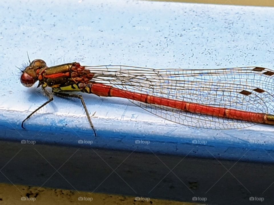Dragonfly