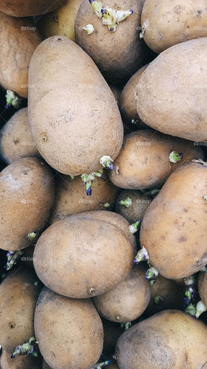 A lot of potatoes
