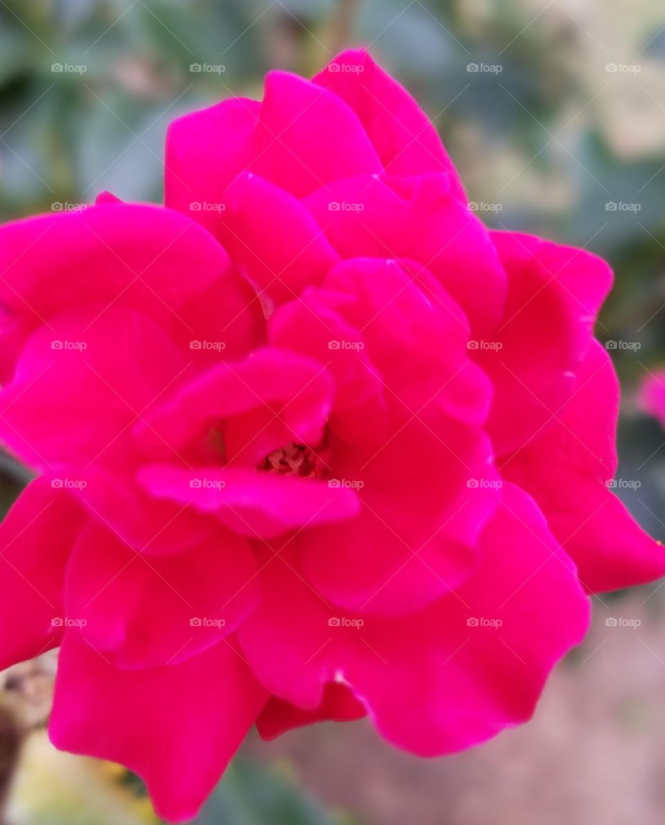 Miniature red rose