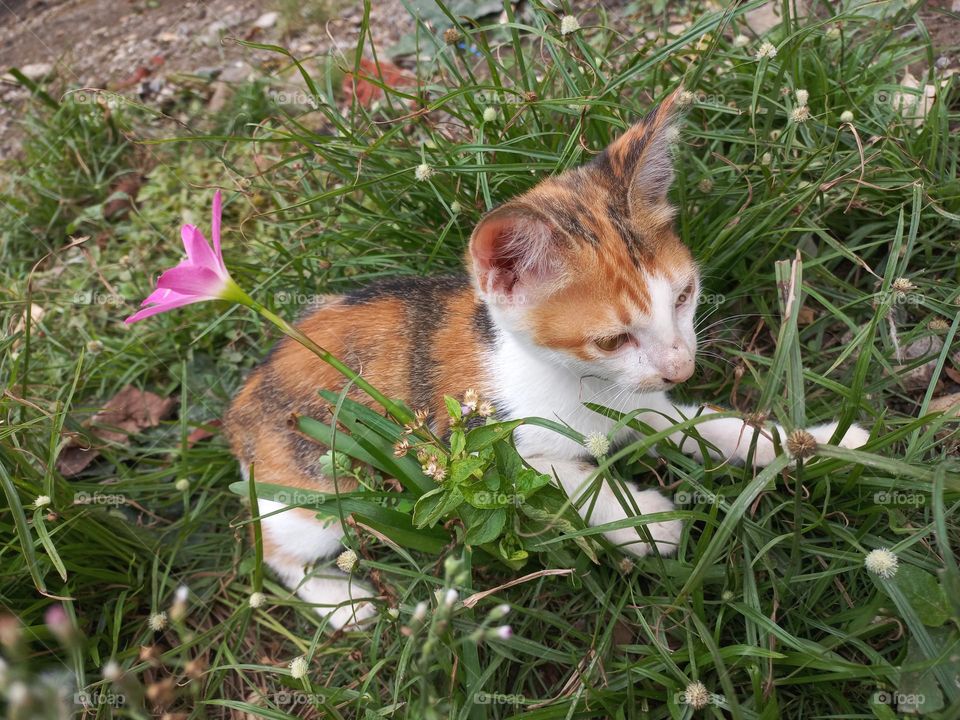 Cute kitten playing in the grass
