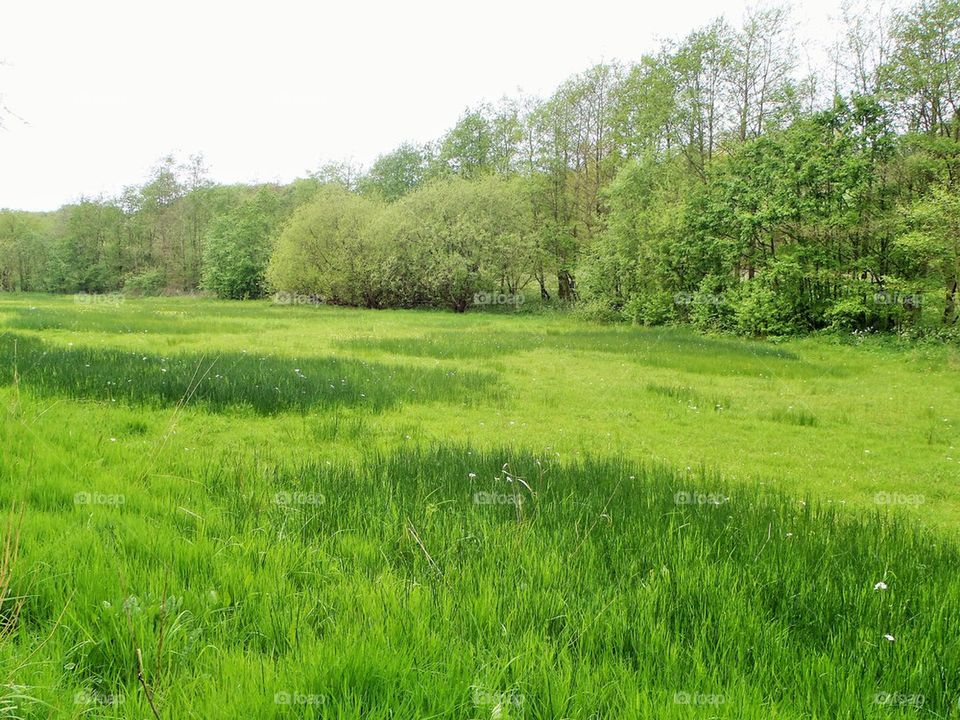 Meadow in the natures reserve 