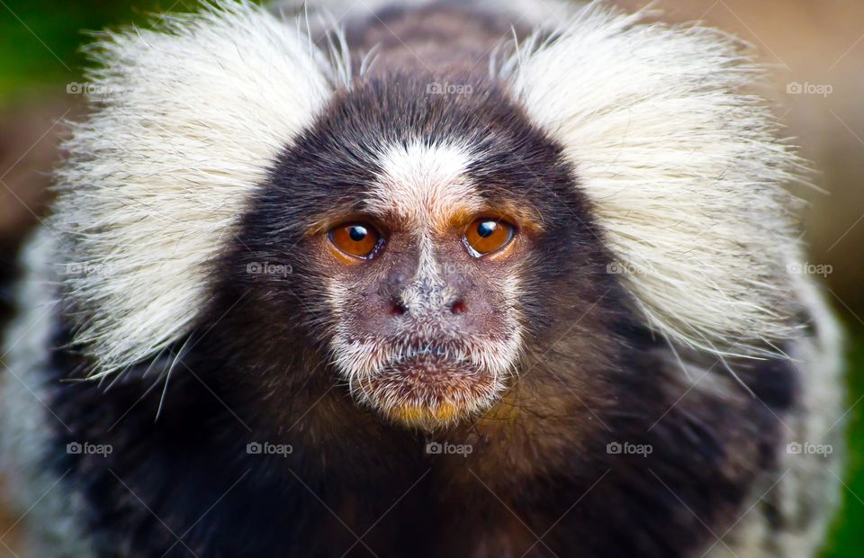 Common marmoset monkey portrait