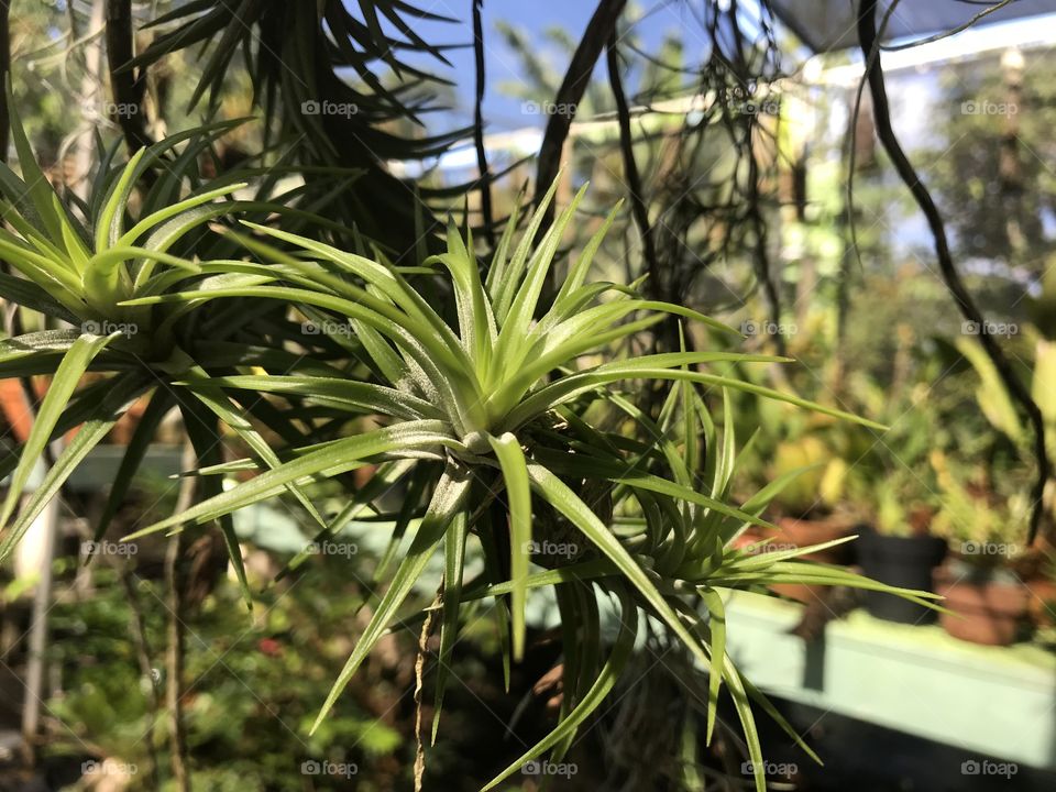There many different species of plants in this orchid garden, here is a variety of air plant dangling from a piece of bark.
