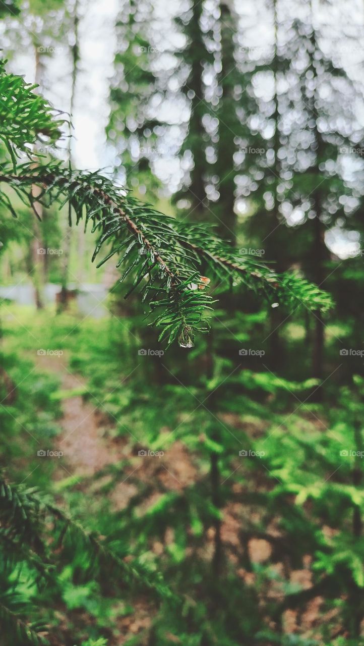 spring, forest wakes up from winter sleep, trees, foliage, raindrops on the leaves, very beautiful photo, green, rain, woodweed leaf, drop