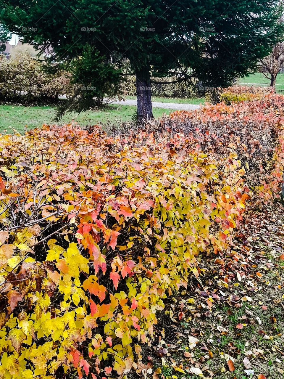 Осень сквер лист жёлтый дерево ёлка