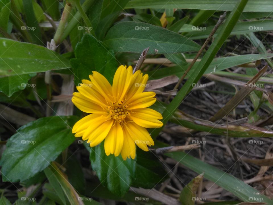 Another Yellow Flower