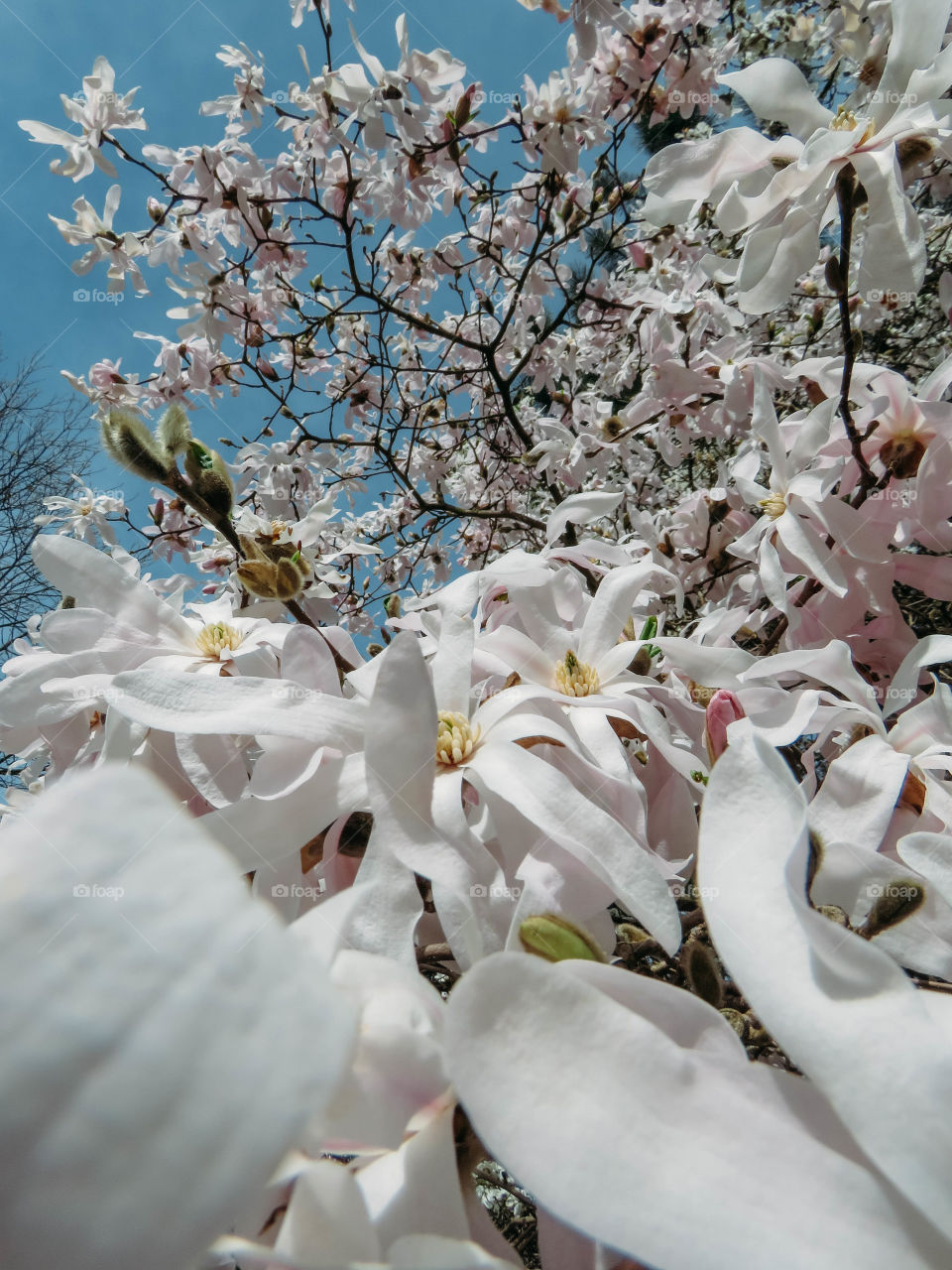 blooming magnolia in spring on a sunny day