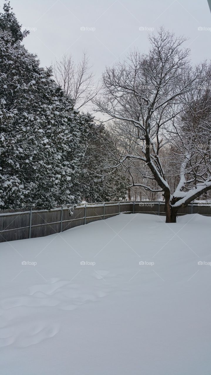 winter backyard