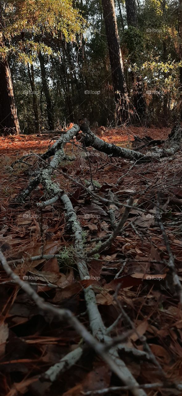 morning in the shade downed branches from the wind