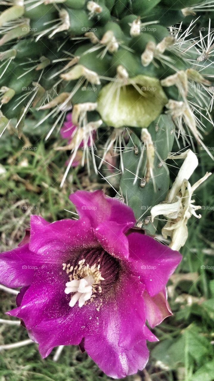 Pink Cactus Flower