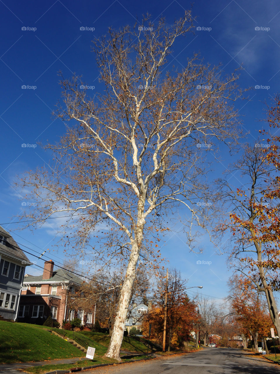 newburgh ny sky blue tree by delvec