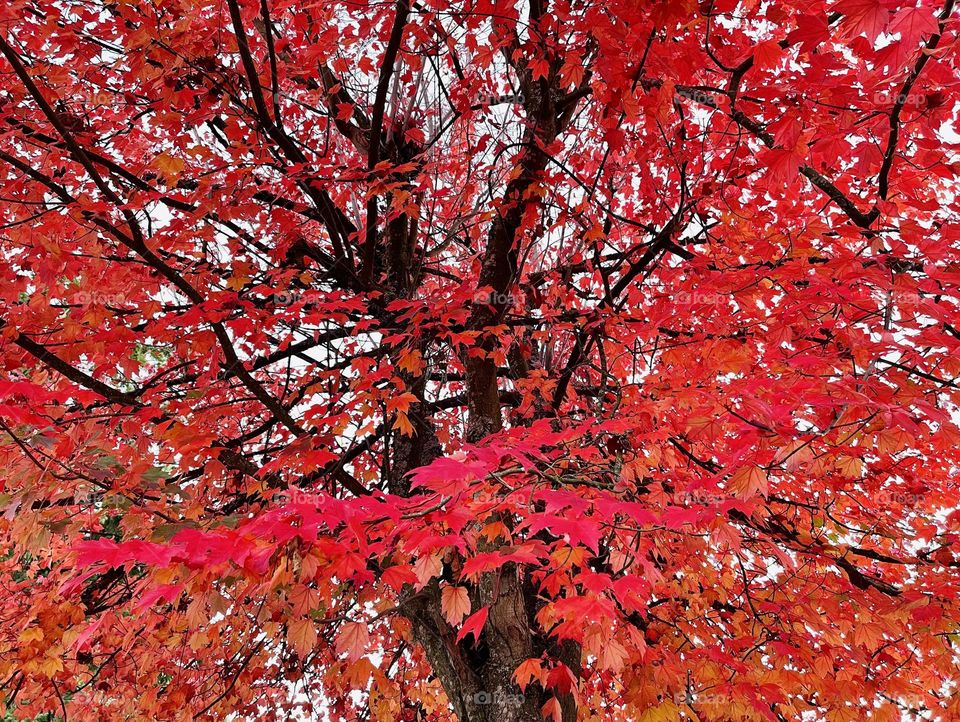 Tree with red and magenta leaves 