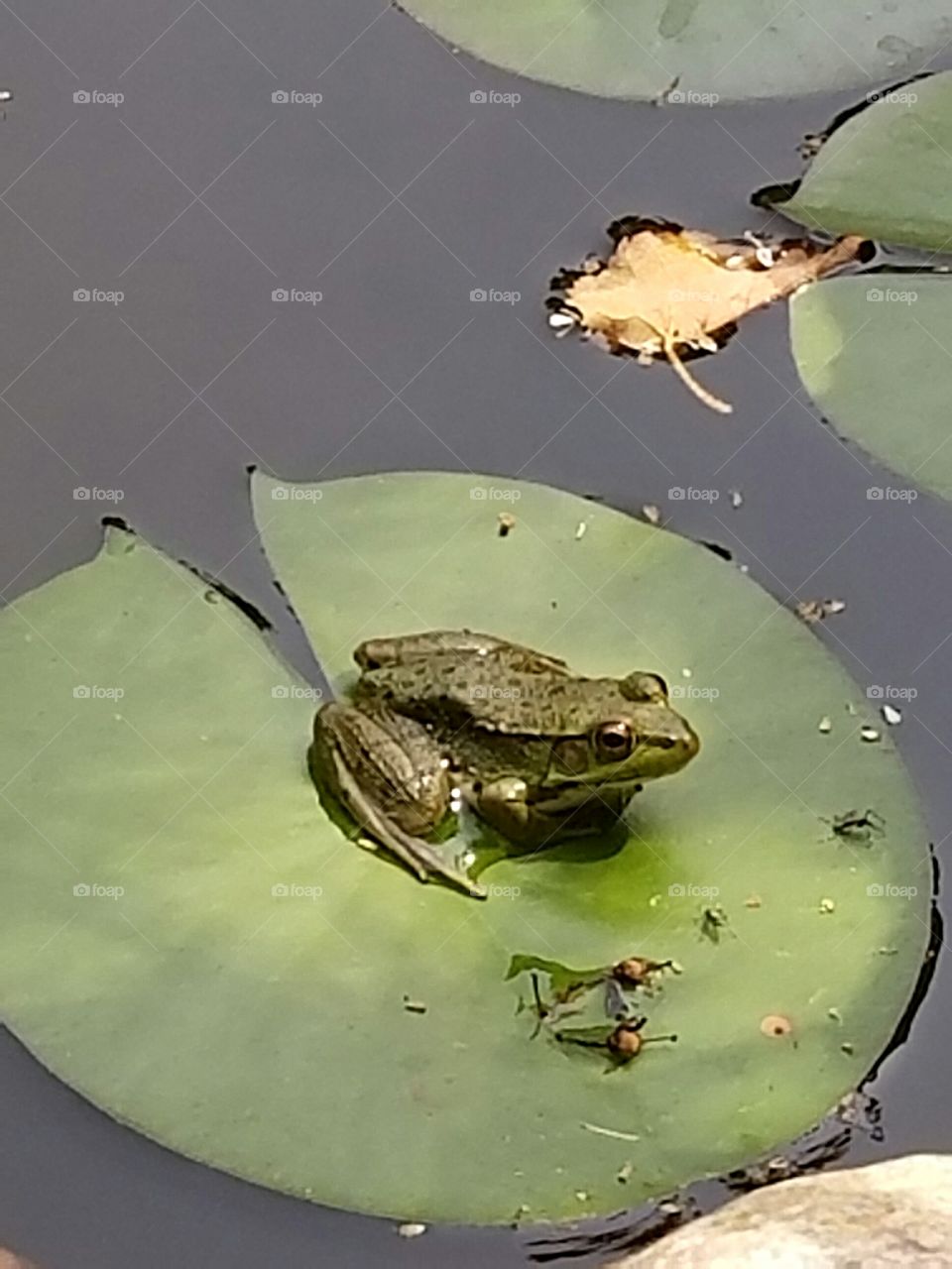 Frog During Eclipse