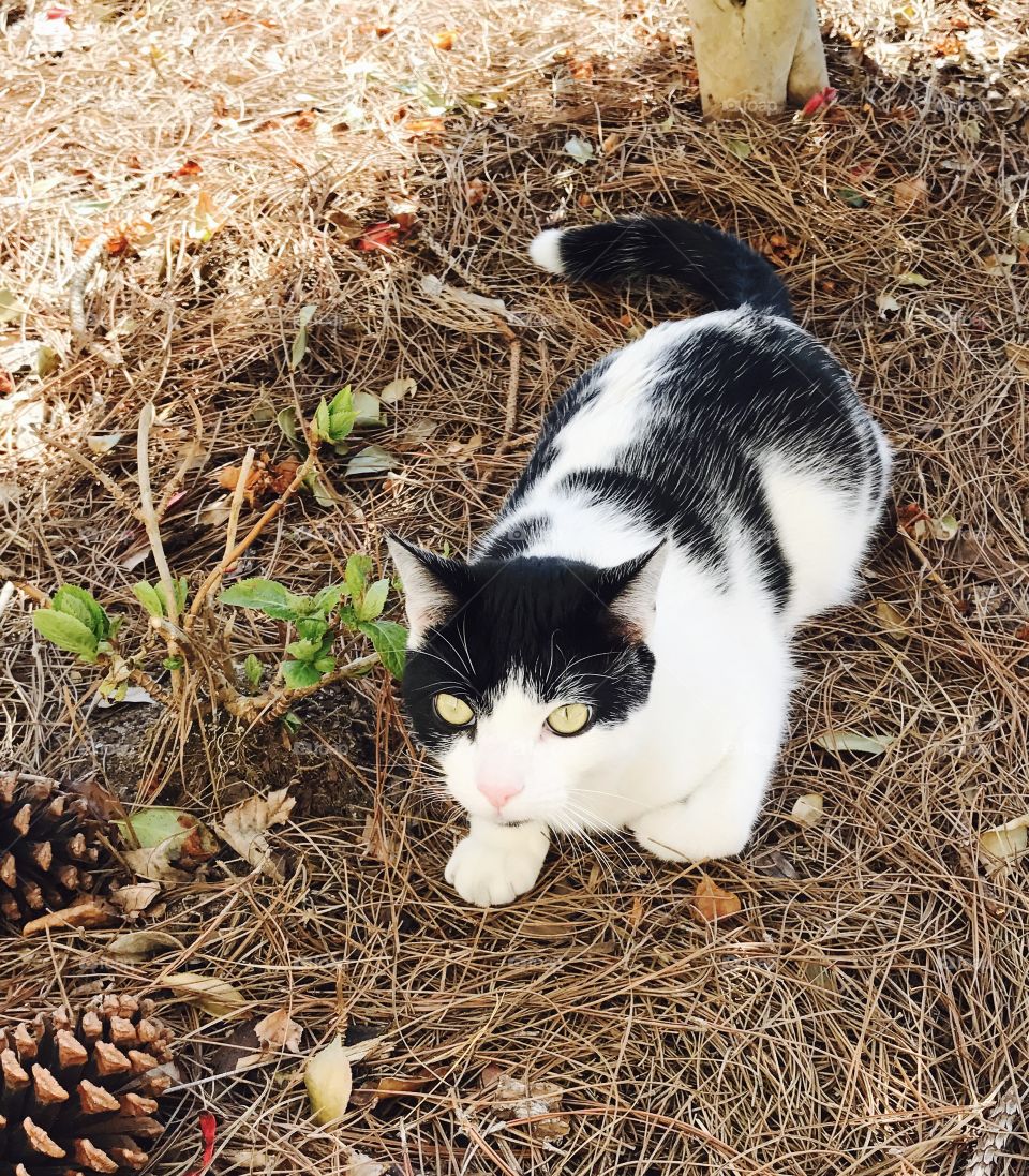 Black & White Cat