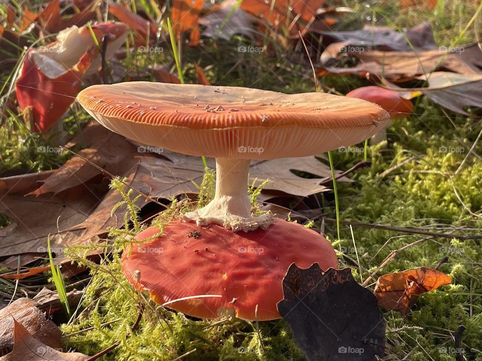 Fly agaric 