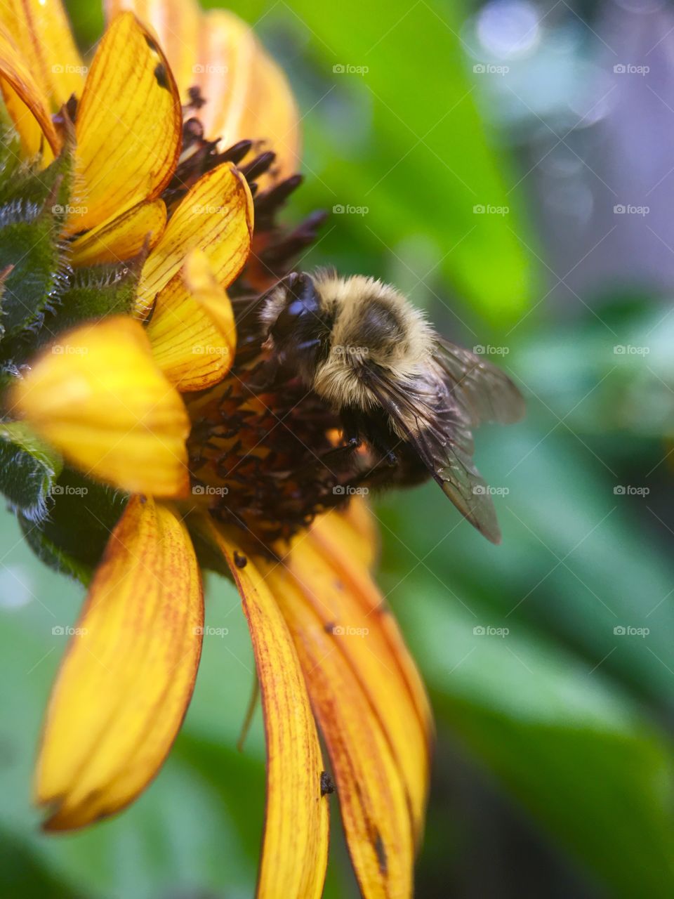 Close-up of bee on sunflower