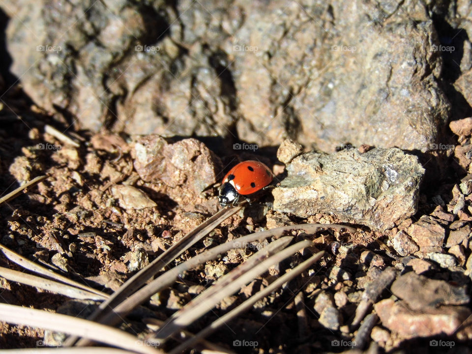 Ladybug