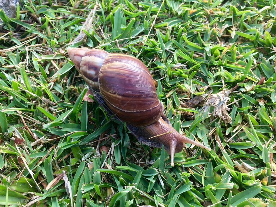 Snail on grassy field